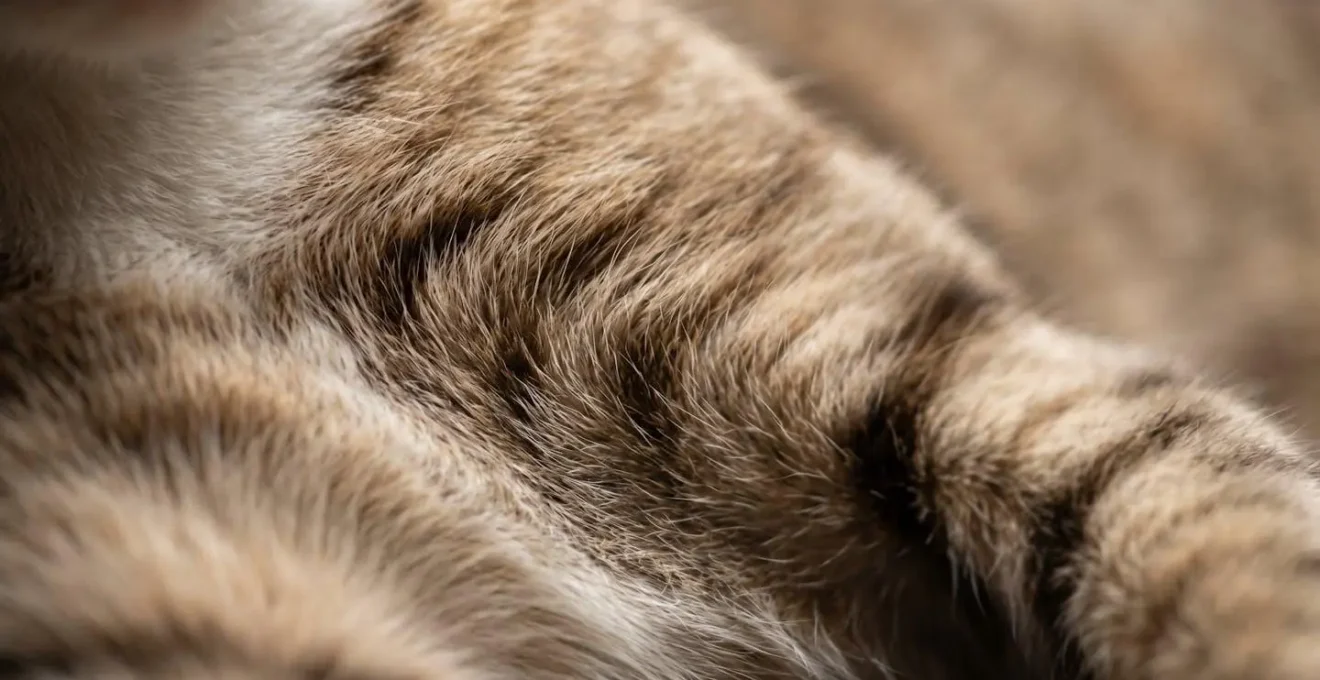 Gros plan sur l'anatomie du thorax d'un chat montrant la structure osseuse vulnérable qui se coince dans les fenêtres en imposte.