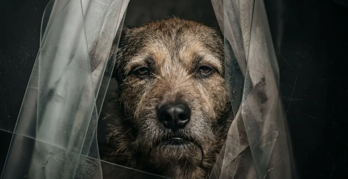 Representation metaphorique de l'accumulation de tension comportementale chez le chien par superposition d'elements visuels evoquant la pression