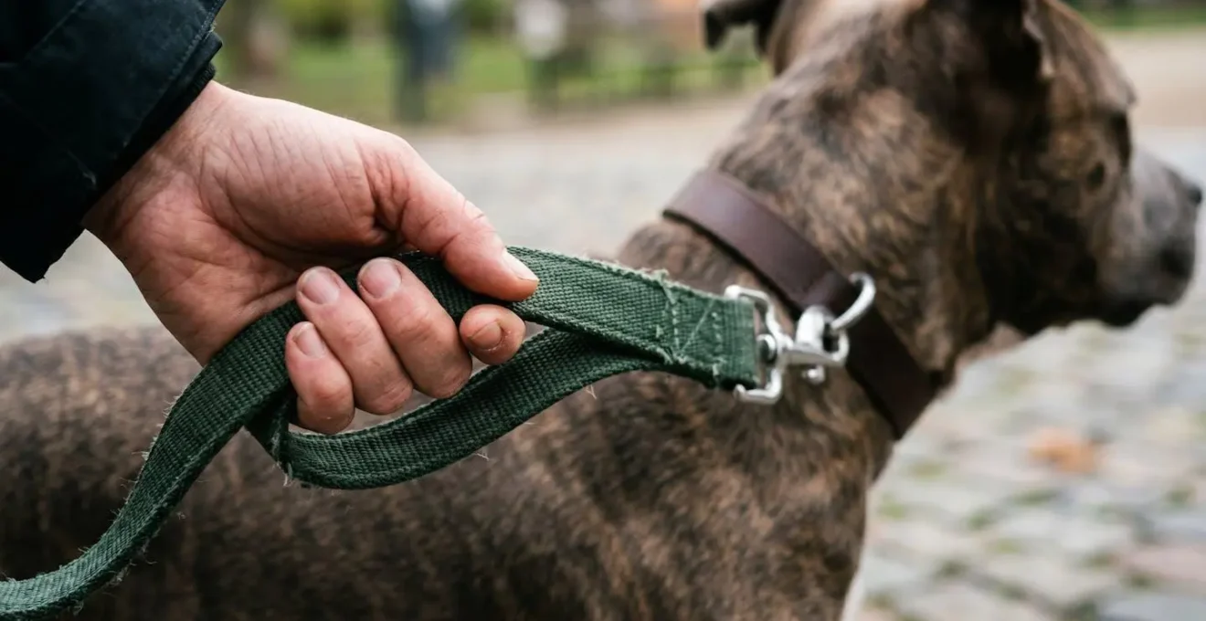 Gros plan sur une main tenant fermement une laisse courte réglable en contact direct avec un chien American Staffordshire Terrier dans un environnement urbain