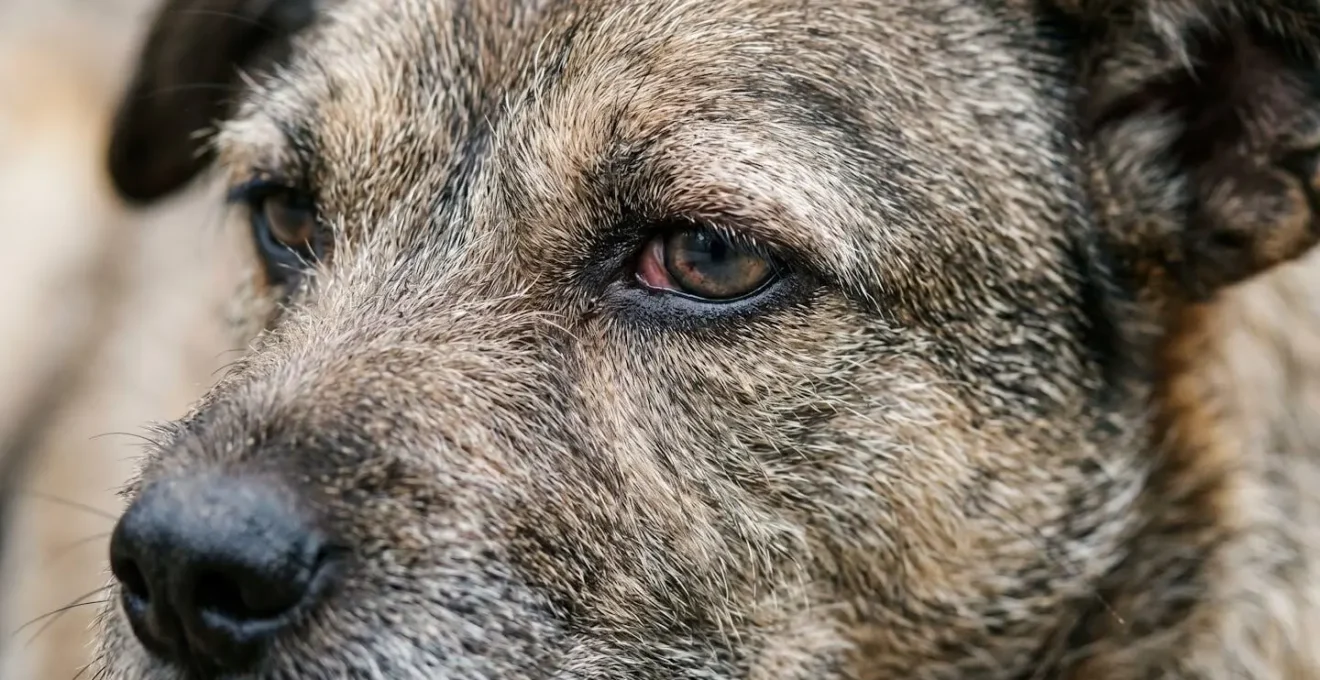 Gros plan sur les yeux tristes d'un chien montrant une perte d'étincelle et un désintérêt émotionnel