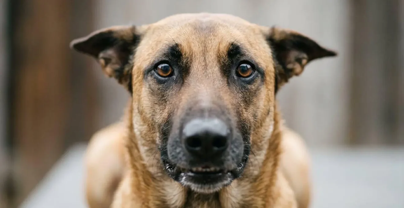 Portrait rapproché d'un chien avec pupilles dilatées et regard fixe témoignant d'un état d'excitation excessive