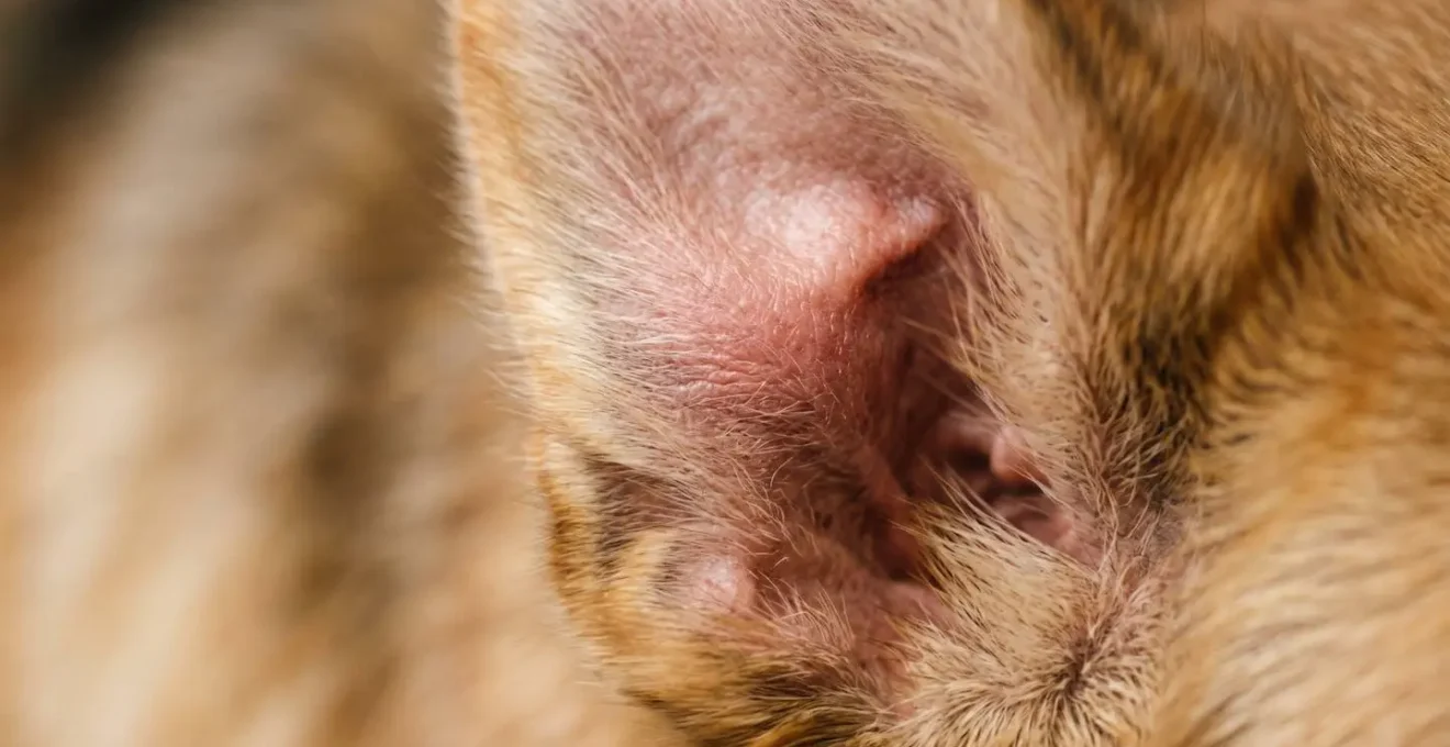Représentation symbolique des dangers de l'automédication avec cortisone pour les animaux domestiques